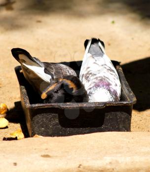 Royalty Free Photo of a Guinea Pig Sharing Food with Pigeons