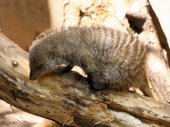 Royalty Free Photo of a Banded Mongoose