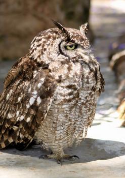 Royalty Free Photo of an African Spotted Eagle Owl
