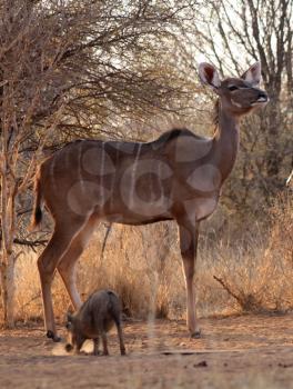 Royalty Free Photo of a Kudu and Warthog