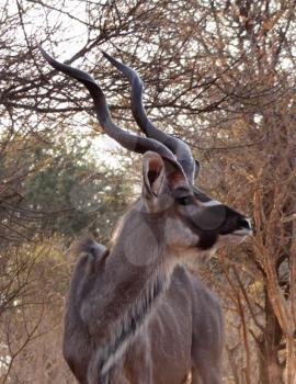 Royalty Free Photo of a Large Kudu Bull