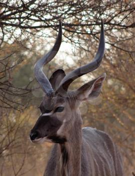 Royalty Free Photo of a Large Kudu Bull