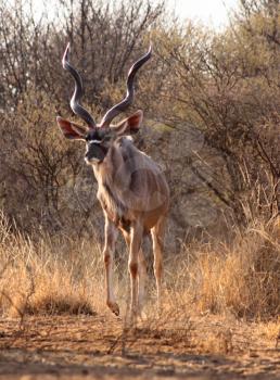 Royalty Free Photo of a Kudu Bull