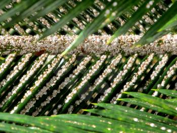 Royalty Free Photo of White Plant Lice on an Infected Palm Leaves         