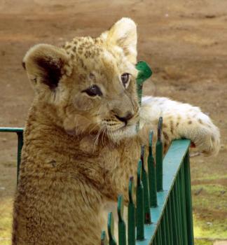 Royalty Free Photo of a Lion Cub Behind a Fence