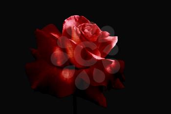 Royalty Free Photo of a Rose