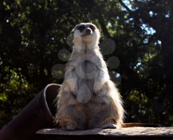 Royalty Free Photo of a Fat Meerkat