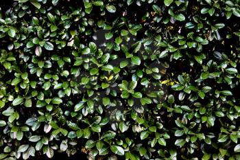 Royalty Free Photo of a Hedge