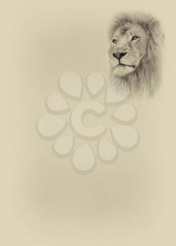 Royalty Free Photo of a Drawing of Lion