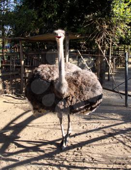 Royalty Free Photo of an Ostrich
