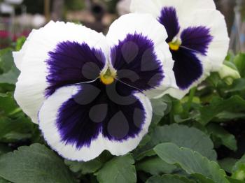 Royalty Free Photo of Two Pansies