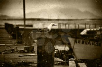 Royalty Free Photo of a Retro Picture of Seagull on Pier