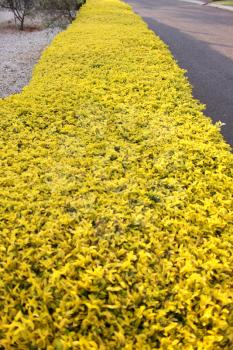 Royalty Free Photo of a Yellow Hedge