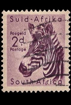 Royalty Free Photo of a Zebra Stamp
