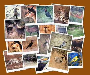 Royalty Free Photo of a South African Wild Life Picture Collage
