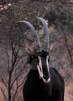 Royalty Free Photo of a Sable Antelope