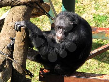 Royalty Free Photo of a Chimpanzee at a Zoo