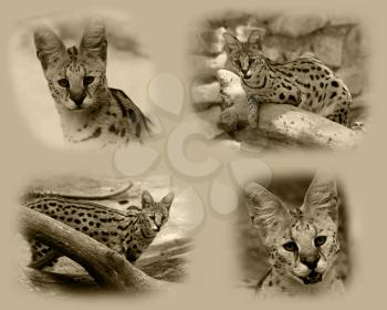 Royalty Free Photo of a Serval African Wild Cat Picture Collage
