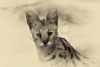 Royalty Free Photo of a Serval Cat