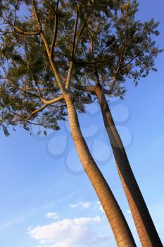 Royalty Free Photo of Tall Trees
