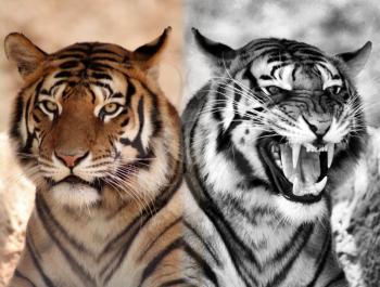 Royalty Free Photo of Tigers