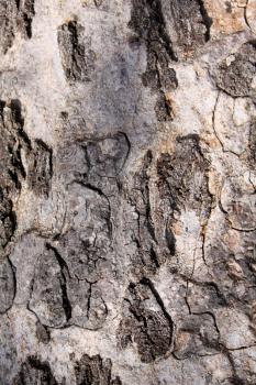 Royalty Free Photo of a Tree Trunk