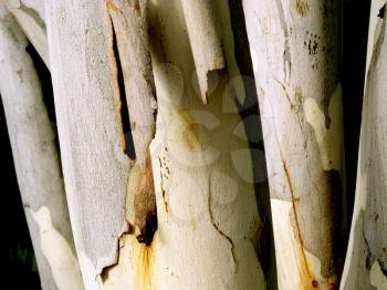 Royalty Free Photo of a Tree Trunk With Peeling Bark