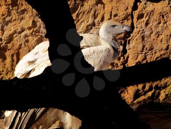 Royalty Free Photo of an African White Backed Vulture 