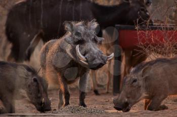 Royalty Free Photo of a Bunch of Warthogs Eating