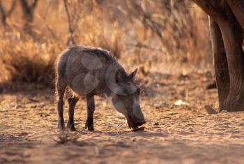 Royalty Free Photo of a Warthog Piglet Eating