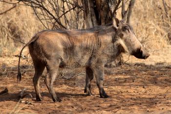 Royalty Free Photo of a Warthog
