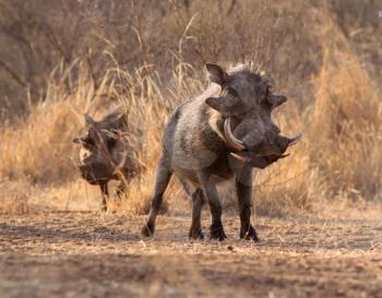 Royalty Free Photo of Two Warthogs