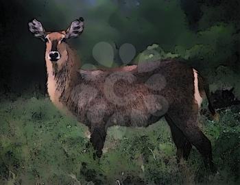 Royalty Free Photo of a Painting of a South African Waterbuck Ewe