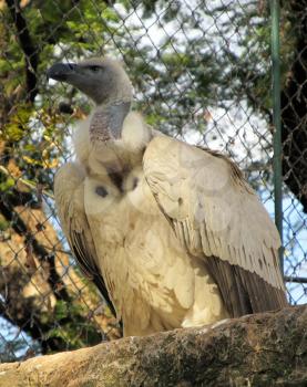 Royalty Free Photo of an African White Backed Vulture
