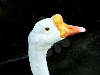Royalty Free Photo of a Goose
