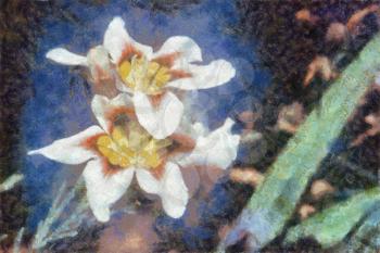 Royalty Free Photo of a Painting of a White Iris