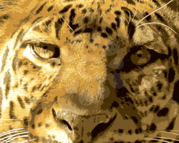 Close-up picture of Leopard face from front Vector
