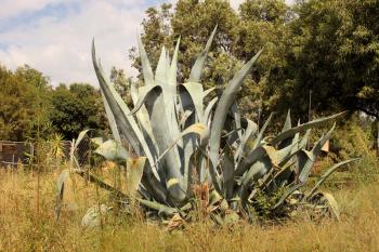 Enormous Agave Americana Succulent Plant in Rural Area 