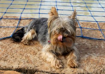 Miniature Yorkshire Terrier Laying Next to Pool Licking Lips