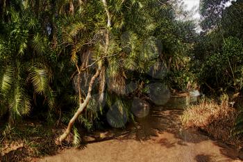 3D Image of Muddy Tropical Forest River
