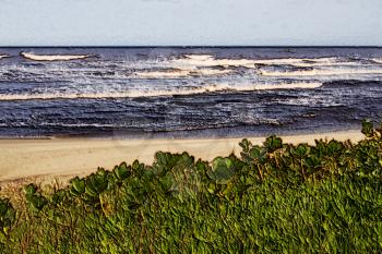 3D Image of Coastal Succulents Beach and Sea
