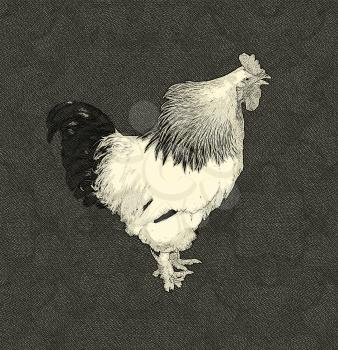 Drawing Isolation of a Black and White Crowing Cock