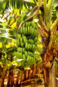 Painting of Large Banana Bunch on Tree