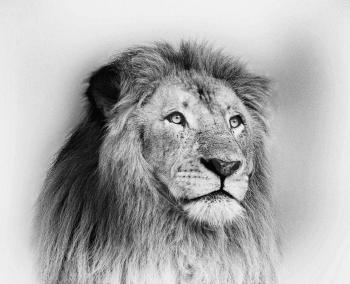 Striking Black and White Lion Face Portrait 