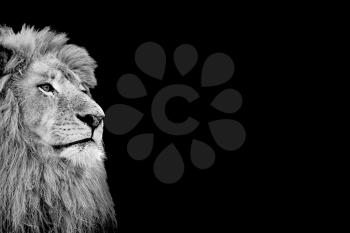 Black and White Isolated Lion Face Card with Copy Space