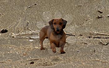 3D Image of Miniature Dachshund on Abstract Beach Background