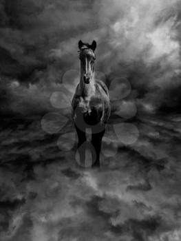 Black and White Pegasus Steed Standing in Dark Storm Clouds