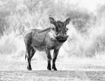 Black and White Picture Large Alert Warthog Male