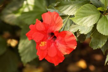 Close-up Picture of Bright Red Hibiscus Flower in Nature