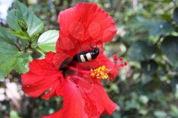 Black Yellow Striped African Blister Beetle Feeding on Hibiscus Flower 